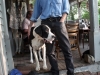 cabbagetown-jester-paul