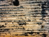 urban-sand